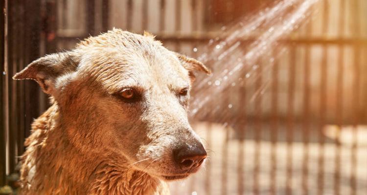 如何正确给可卡犬洗澡（宠物护理的重要性和注意事项）