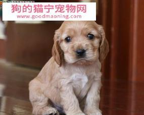 可卡犬为什么一直叫？（探寻可卡犬叫声背后的原因及应对方法）