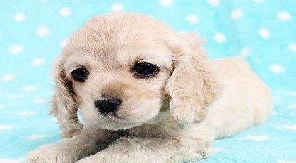 如何正确喂养可卡犬幼犬（幼犬营养需求与喂养技巧）