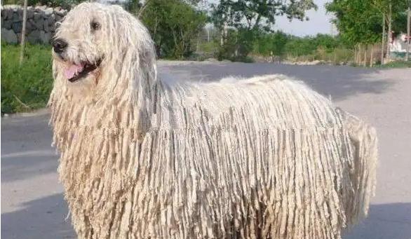 可蒙犬训练技巧掌握指南（如何培养可蒙犬的驯服性）