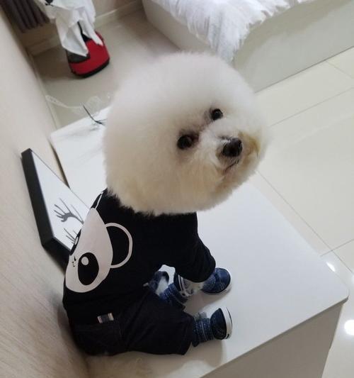 可爱的比熊犬可以吃红枣吗？（红枣对比熊犬的健康有哪些好处？）