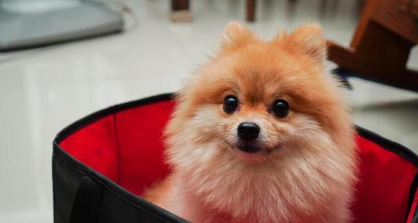 博美犬的香水使用技巧（为你的爱犬带来幸福的香氛体验）