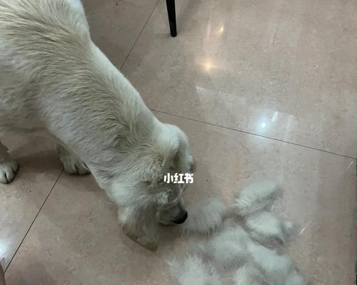 揭秘拉布拉多犬掉毛的缘故（宠物主人必读！如何减少拉布拉多犬掉毛）
