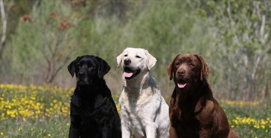 拉布拉多犬训练的秘诀（打造快乐听话的宠物犬）