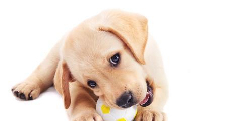 拉布拉多犬能否喝冰水？（探究拉布拉多犬的饮水习惯及对冰水的反应）