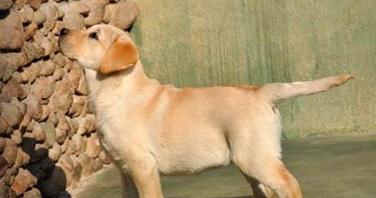 如何训练你的拉布拉多犬（提供幸福生活的有效技巧）
