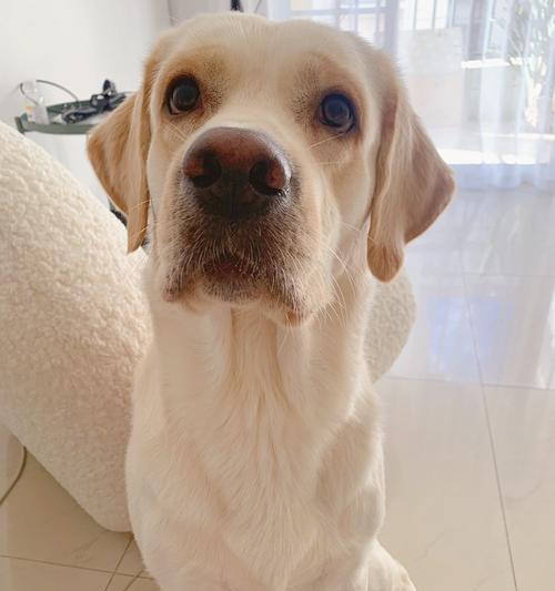 如何识别和处理拉布拉多幼犬感冒症状（以爱心和耐心对待拉布拉多幼犬感冒症状）