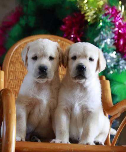 如何照顾拉布拉多幼犬（宠物主人必读的15个实用建议）