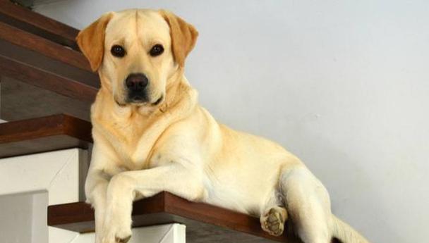 拉布拉多犬长虱子怎么办？（宠物爱犬遇到虱子怎么办？拉布拉多犬虱子的预防和治疗方法！）