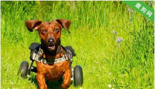 如何进行腊肠犬基本顺从训练（打造听话乖巧的腊肠犬宠物）