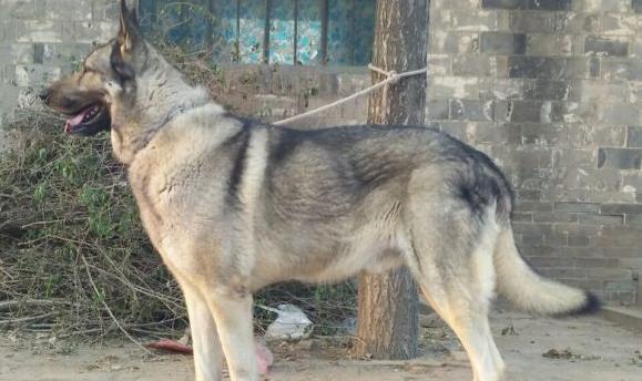 为什么狼青犬会吃草？——揭秘宠物狗吃草的原因（探究狗吃草的行为背后的原因，了解宠物狗的健康问题）