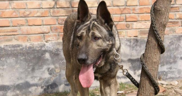 狼青犬口臭解决方法（如何让宠物狼青犬告别口臭？）