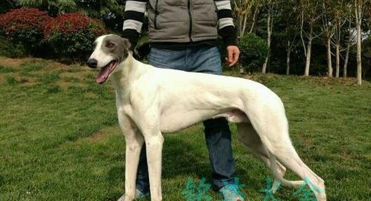 如何选择合适的灵缇犬犬舍（从宠物健康到生活环境，全方位为您解析）