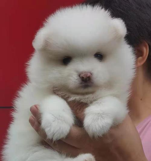 如何科学喂养领养的博美犬（以宠物为主，关注健康成长）