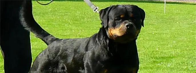 如何解决罗威纳犬吃便便问题（以宠物为主，教你解决罗威纳犬不良习惯）