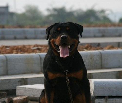 如何饲养健康的罗威纳幼犬？（从选购到训练，打造完美宠物生活）