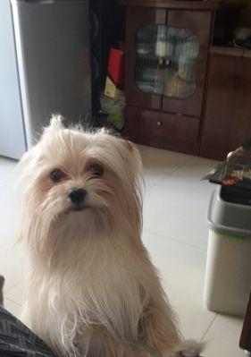 如何解决以马尔济斯犬口臭问题（从日常护理到饮食调理，让你的宠物远离口臭困扰）