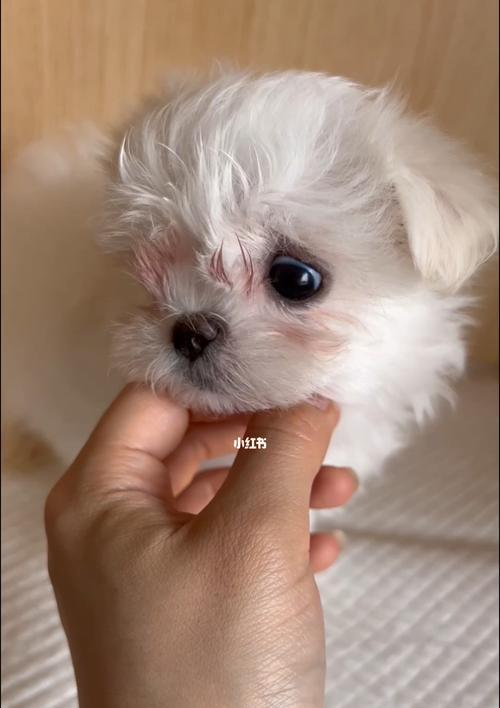 马尔济斯犬生病怎么办？（以宠物为主的健康教育指南）