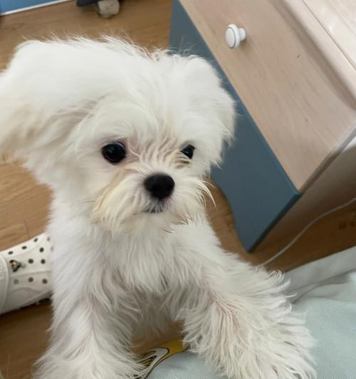 如何给马尔济斯犬洗澡？（15个关键步骤详细解读）