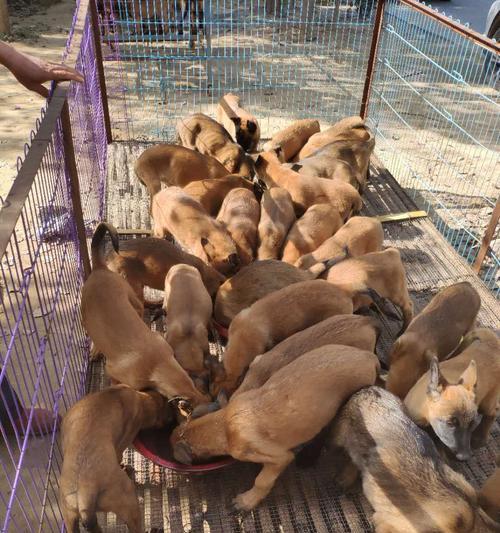 如何给以马犬补钙？（科学饮食和正确方法是关键）