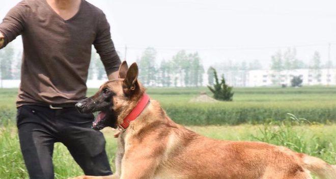 从什么时候开始训练以马犬成为出色宠物（训练以马犬成为表现优异的宠物需注意的关键点）