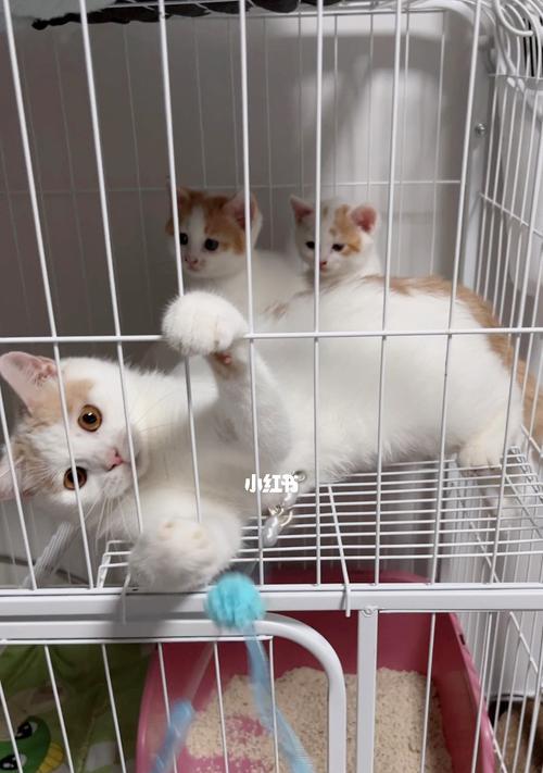 如何正确喂养满月小猫咪（宠物生活需要细心呵护，善待小生命）