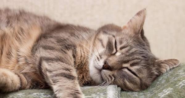 为什么猫猫睡觉时会抽搐？（探寻猫猫睡觉抽搐的原因和解决方法）