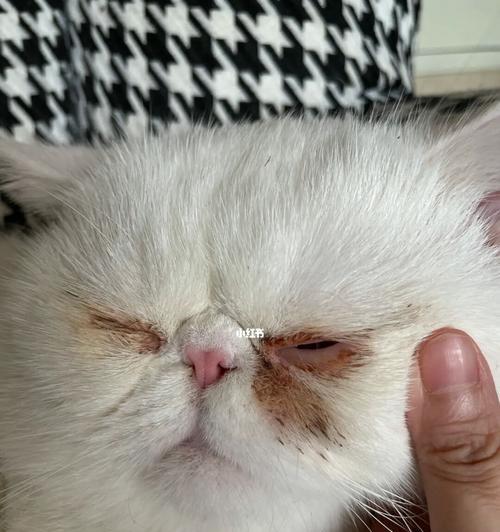 揭秘猫猫有泪痕的原因与解决方法（关注宠物健康，让猫咪不再流泪）