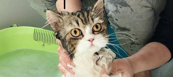 如何让宠物猫咪洗澡？（应对猫咪不愿意洗澡的技巧）