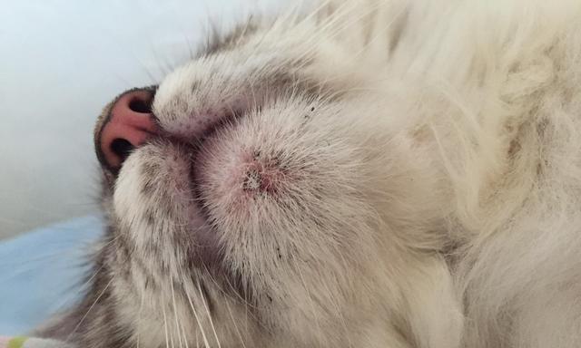 猫咪黑下巴了怎么办？（解决猫咪黑下巴问题的有效方法）