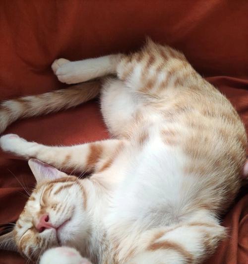 猫咪的睡眠习惯（猫咪睡觉的时间、方式、位置、姿势及影响因素分析）