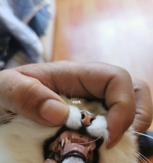 猫咪换牙齿指南（以宠物为主，了解换牙过程与注意事项）