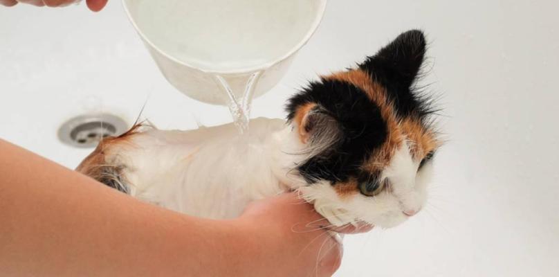 如何让宠物猫咪接受洗澡？（掌握正确的方法，让洗澡变成它的一种习惯）