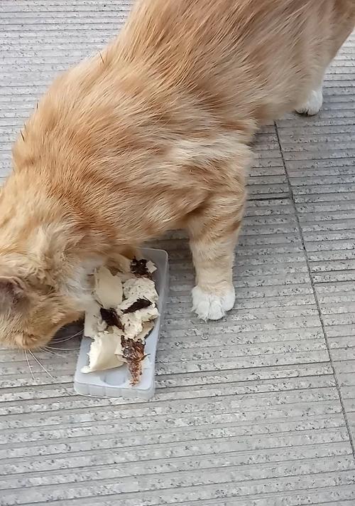 猫咪可以用香皂洗澡吗？（宠物专家带你了解正确的洗猫方式）