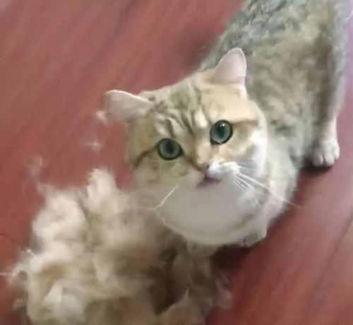 如何解决宠物猫咪毛质不好的问题（从营养、环境、护理入手，打造健康亮丽的猫毛）