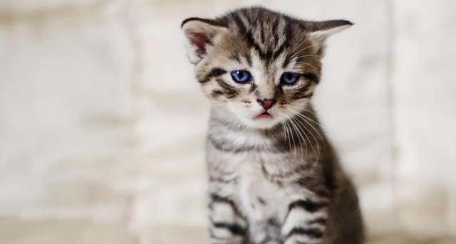 宠物猫咪生病的表现及应对方法（了解猫咪生病的信号，及时防治保健）