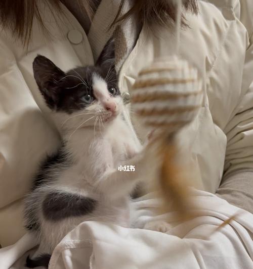 如何调教过度活泼的猫咪？（从养成习惯到规律训练，这些方法帮你克服猫咪的暴躁情绪。）