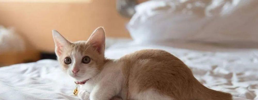 为什么猫咪会在家乱尿？（探究猫咪乱尿的原因与解决方法）