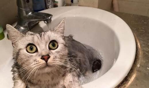 猫咪洗澡遇到凶猛，应该如何应对？（宠物保健的必要性及猫咪洗澡的正确姿势）