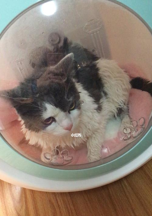 如何正确给宠物猫咪洗澡？（宠物猫咪洗澡需要注意的事项）