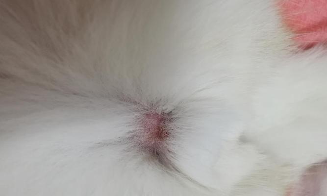 如何治疗宠物猫咪的长猫癣（宠物主人必备的猫癣治疗指南）