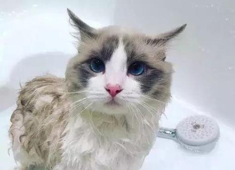 不吹干洗完澡的猫，后果很严重！（为你的宠物健康着想，必须知道的一点小常识）