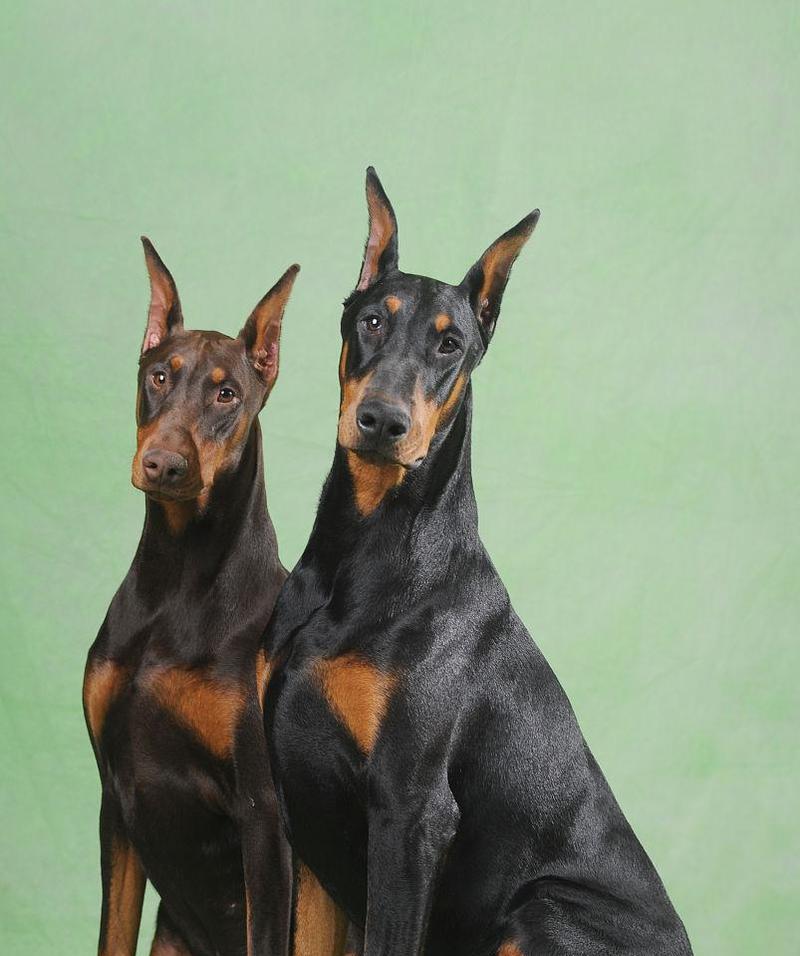 迷你杜宾犬的历史与美容