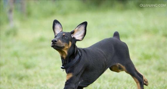 迷你杜宾犬名字的由来（从宠物的角度探索命名的含义和趣事）