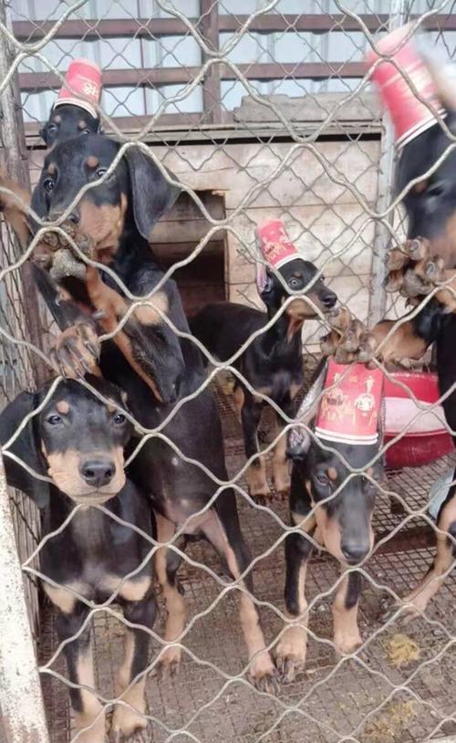 如何预防和治疗迷你杜宾犬缺锌问题？（宠物健康，从预防迷你杜宾犬缺锌开始）
