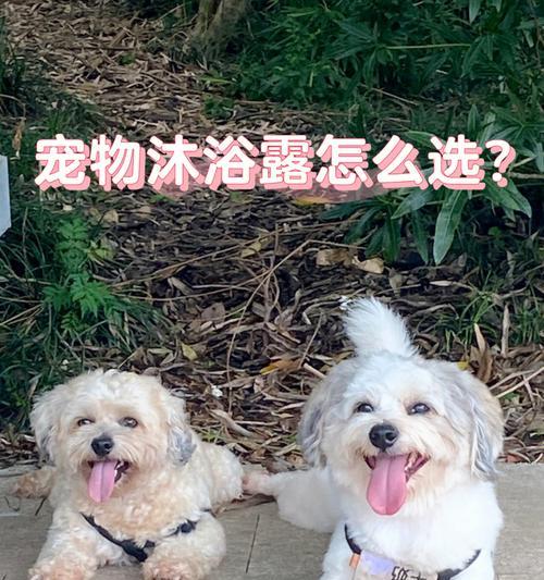 宠物狗狗不能洗澡的种类（千万别让这些狗狗洗澡，否则后果严重！）