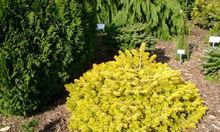 危害环境的10种外来植物（危害环境的10种外来植物）