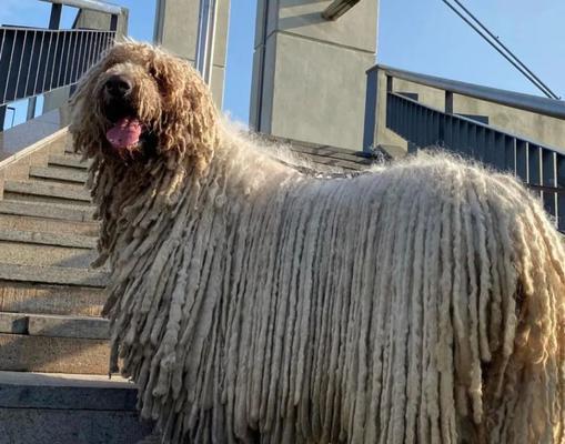 可蒙犬的寿命（以宠物为主，如何延长可蒙犬的寿命？）