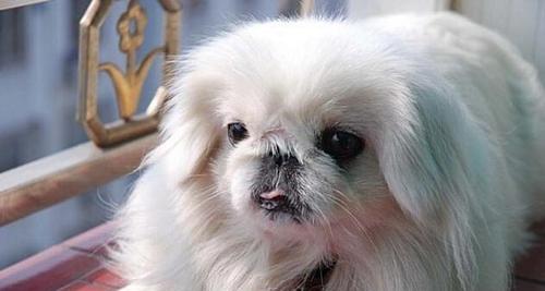 探寻北京犬的历史渊源（以宠物为主的中国犬种，了解北京犬的起源和发展）