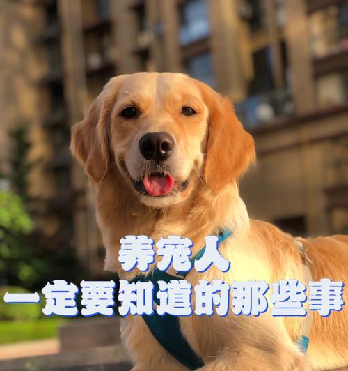 为什么要养宠物狗？（探讨养狗的目的和好处）